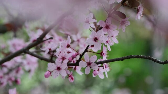 Nice blossom spring branch with flowers of prunus tree macro 4k video