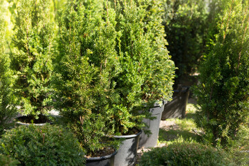 Many trees seedlings, yew berry or fir, stand in a row in pots, landscape design store