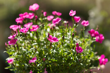 pink flowers of chinese carnation or dianthus, macro photography