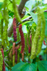Close-up of ripening mulberry fruit on a mulberry tree