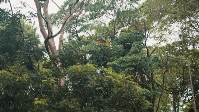 Buffon's Macaw In Flight At A Bird Sanctuary During Daytime - low angle shot