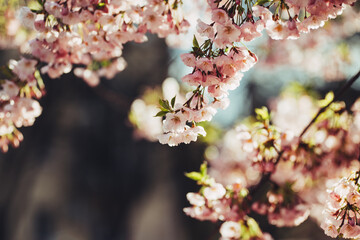 Amazing pink cherry blossoms on the Sakura tree. Beautiful spring tree.