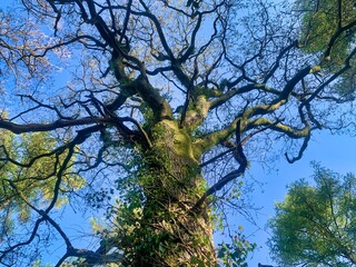 View of tree with twisted branches looking up