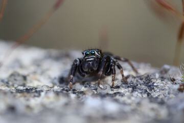 Spider showing off her terrible chelicerae