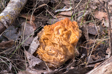 A giant close-up line grew in April in the forest. Background. The concept of collecting the first spring mushrooms