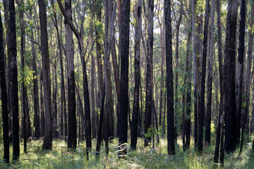 forest in the morning