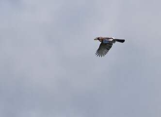 the jay flies with the acorn in its beak 