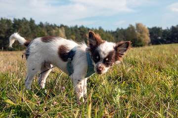Obraz premium Chihuahuawelpe in der Natur Insel Rügen