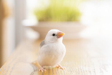 白文鳥のヒナ（生後約一か月）