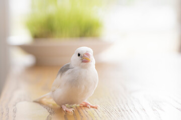 白文鳥のヒナ（生後約一か月）