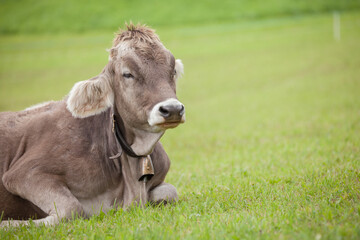 A brown alpine cow resting in a green pasture in Dolomites area