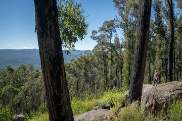 trees in the mountains