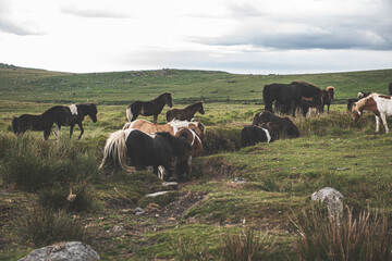 Dartmoor Ponies, Dartmoor National Park, UK