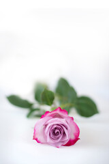 Pink rose on white background with shadow. One bicolor rose lies on a white background. Place for text