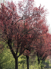 Cherry or myrobalan plum or Prunus cerasifera 'Atropurpurea', cultivated tree for its spectacular colorful purple foliage and white bloom along the alleys of parks in urban centers