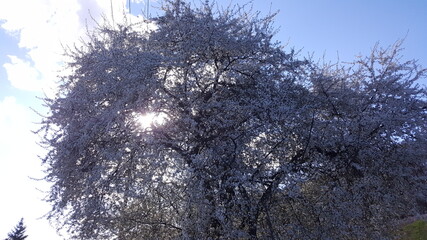 przyroda budzi się do życia © Adam