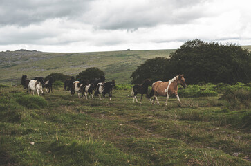 Naklejka na ściany i meble Dartmoor Ponies, Dartmoor National Park, UK