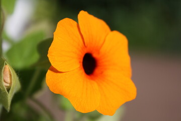 Blüte Kapuzinerkresse