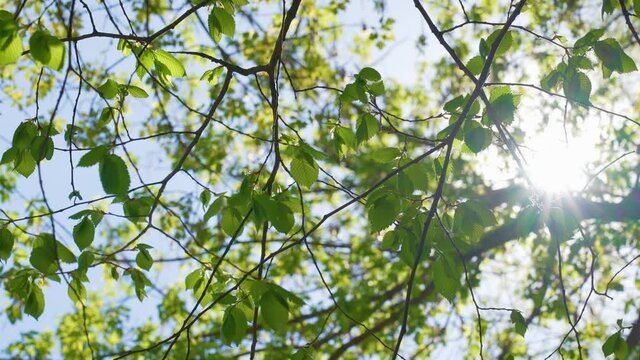 Beautiful green vibrant natural abstract 4k video background. Young spring green leaves of tall trees and soft sunrise or sunset sunlight transparenting through branches and foliage. Sun shines