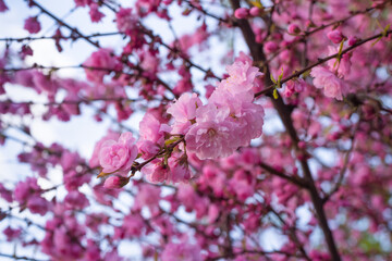 A blooming spring branch of a Chinese rose tree. Rose buds and plum blossoms, or Prunus Triloba with bokeh effect on a natural background.