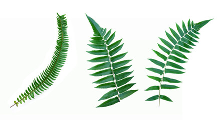 set of tropical fern leaf on white background for design elements, Flat lay