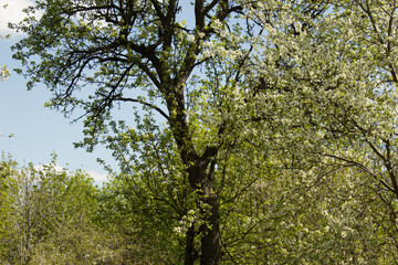 Fire video, flame of nature