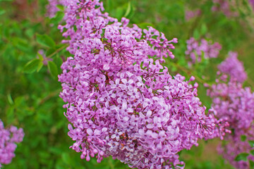 Beautiful lilac flowers with selective focus. Purple lilac flower with blurred green leaves. Spring blossom. Blooming lilac bush with tender tiny flower. Purple lilac flower on the bush. Summer time.