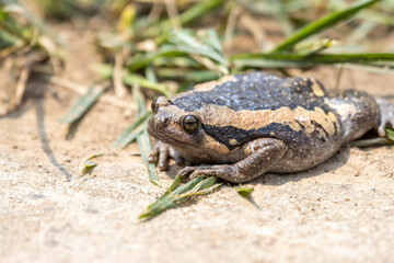 Fototapeta premium Close-up kaloula pulchra, fat, round, chubby female in the rainy season. Shaped like a frog