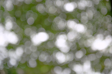 Fototapeta premium Green plants