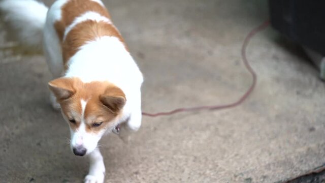 cute dog mutt mongrel ddung gae