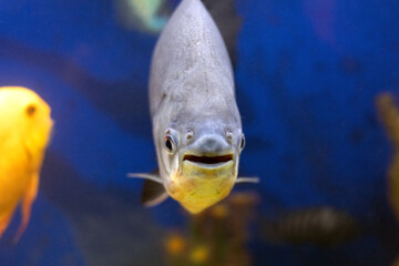 Black pacu fish fish face with open mouth and big eyes closeup shot. Colossoma macropomum