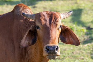 A large cow, a lot of meat standing in the farm Agricultural lawn area cattle at Thailand