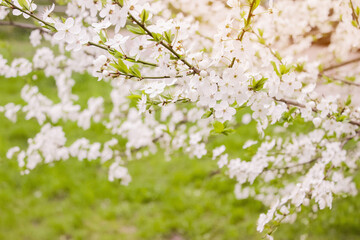 Cherry blossoms in full bloom