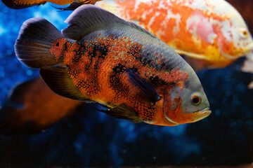 Tiger Oscar Fish close-up. Adult tropical fish astronotus ocellatus in aquarium