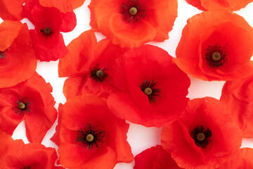 many blooming poppy flowers isolated on white