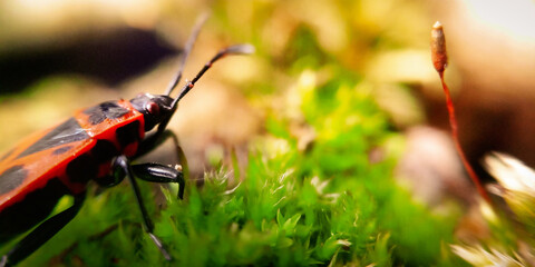 bug on a green grass