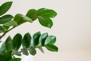 Obraz premium Leaves Zamiokulkas on a beige background