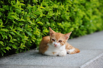 A brown tabby sitting on a concrete floor in the evening.