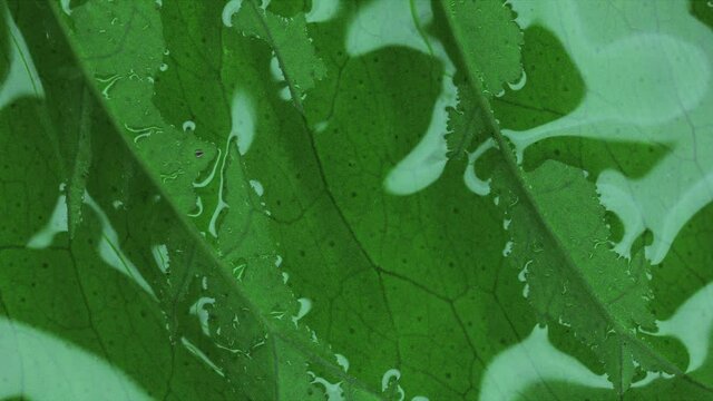 Macro shot of leaf texture, extract, essential oil. The extract flows through the leaf. Natural cosmetic. Cosmetic oil. Obtaining essential oils and plant extracts. Aromatherapy.