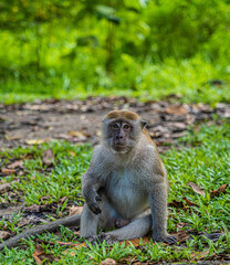 Monkey seated in the forest looking at the camera 
