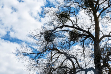 Tree infested with mistletoe parasites on a blue sky with white clouds background in the spring park. Bottom view
