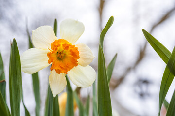 Naklejka premium Daffodil flower blossom macro close up on a flowering springtime symbol.