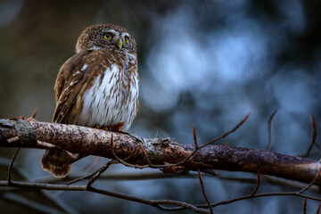The pygmy owl is the smallest European owl.