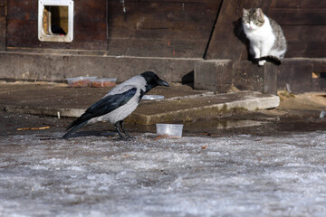 Obraz na płótnie Canvas Hungry crow is stealing dry food prepared in the park for homeless street cats. White cat on the background does not care. Early spring in April. Snow and ice in the foreground