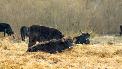 Herd of wild cows in a meadow. Heck cattles in nature. Wildlife concept.