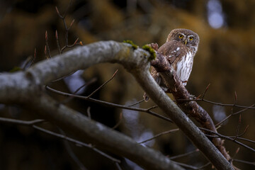 The pygmy owl is the smallest European owl.
