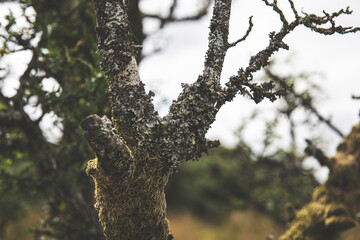 Dartmoor Trees, Dartmoor National Park, UK