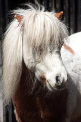 close up portrait of a pony