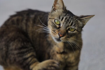 portrait of a cat