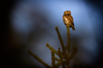 The pygmy owl is the smallest European owl.